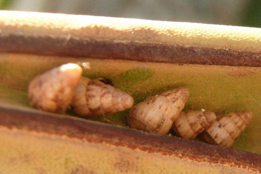Da Creta: Hygromidae????